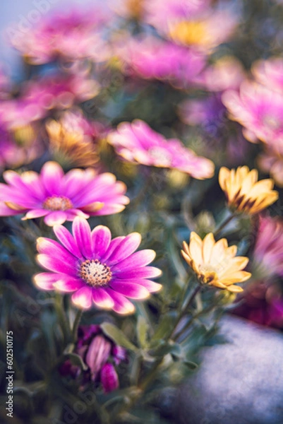 Fototapeta Bokeh flowers 