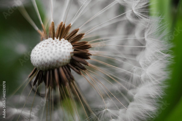 Fototapeta dandelion seed head