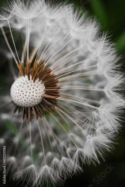 Fototapeta dandelion head
