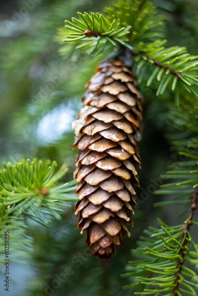 Fototapeta Alone cone 