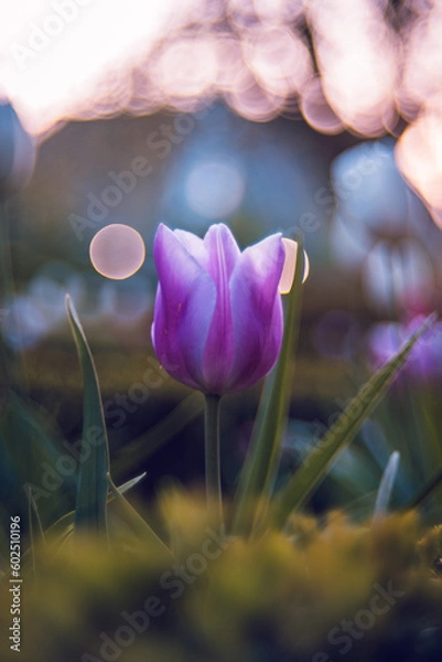 Fototapeta Rose flame