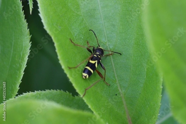 Fototapeta Gemeiner Widderbock