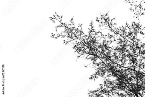 Fototapeta The branch pine tree in black and white color is isolated on white background with a clipping path 