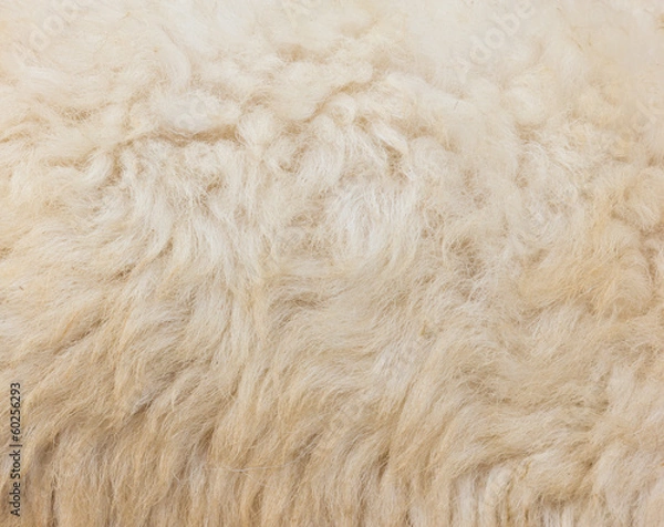 Obraz Textured of wool sheep closeup