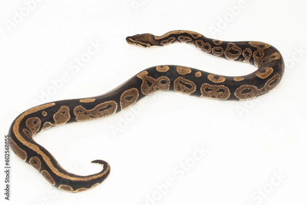 Fototapeta ball python, Python regius snake isolated on white background
