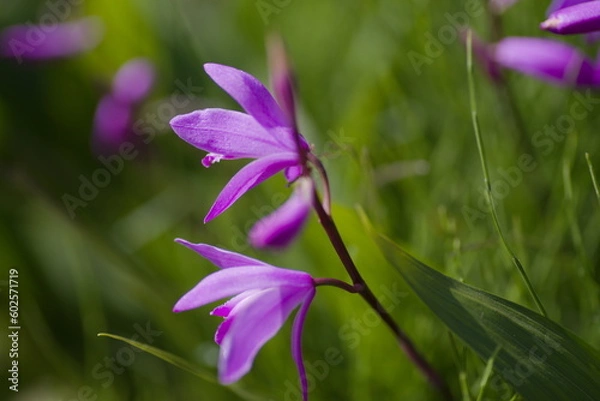 Fototapeta シラン