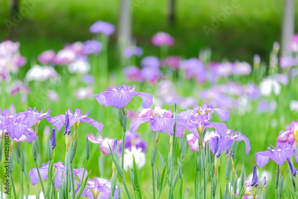 Obraz 花菖蒲の風景美