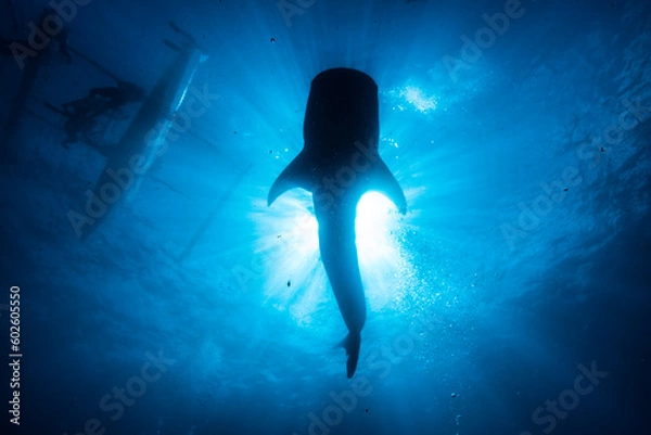 Obraz 空飛ぶジンベイザメ