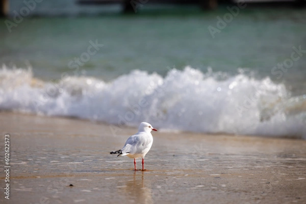Obraz seagull on the beach