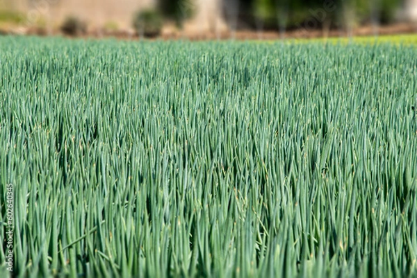 Fototapeta 取り入れまぢかのネギ畑