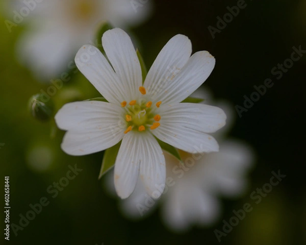 Obraz daisy flower