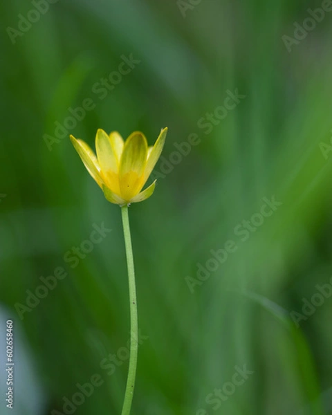 Obraz yellow buttercup flower
