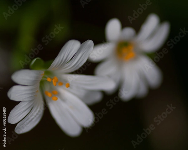 Obraz white daisy flower