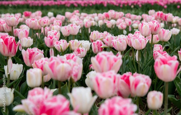 Obraz Bright colored tulip field in the city of Grevenbroich Germany