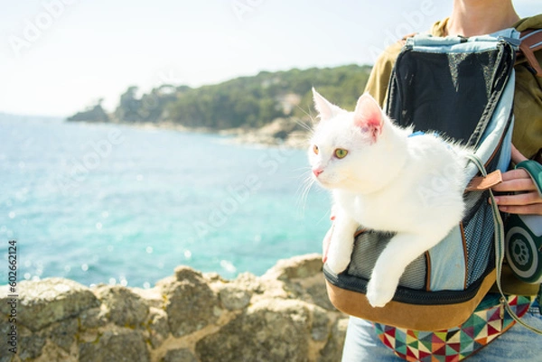 Fototapeta young white khao manee cat in a harness and on a leash. Cat in a backpack on the go