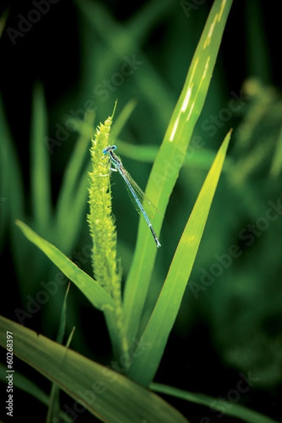 Fototapeta Dragonfly