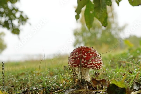 Fototapeta fly agaric mushroom