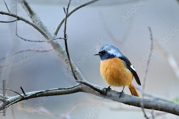 Fototapeta ジョウビタキ