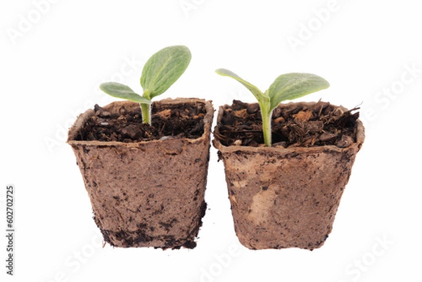Fototapeta Young shoots, garden at home. Plants for the vegetable garden. Squash and zucchini sprouts in an organic pot. Soil for planting. Gardening. Planting. Isolated, close up on white background.