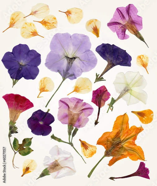 Obraz Flower vector set. Isolated objects. Herbarium for your design.
