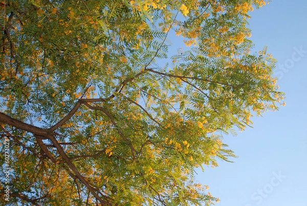 Obraz ACACIA. TIPUANA 