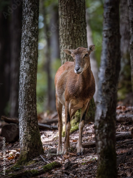 Fototapeta Female european mouflon (Ovis aries musimon) in the forest