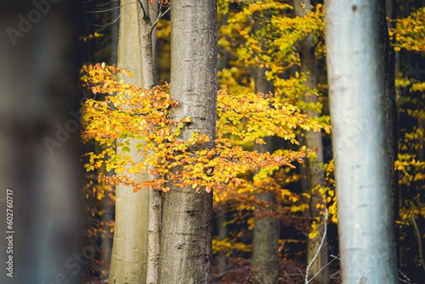Fototapeta Golden forest with beech trees, colorful leaves.