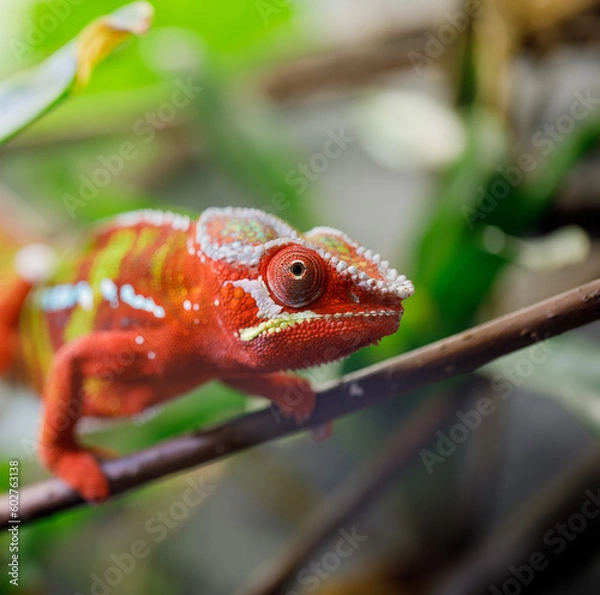 Obraz chameleon lizard on branches macro on a soft blurred background