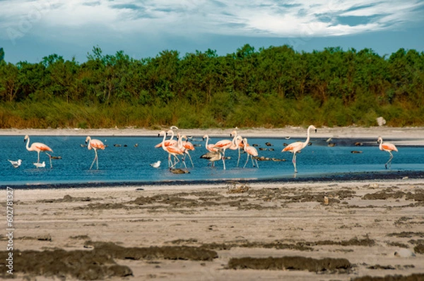 Fototapeta A group of flamingos resting and searching for food near the shore of a lagoon