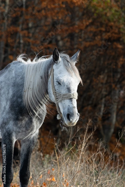Obraz Sleeping Beauty