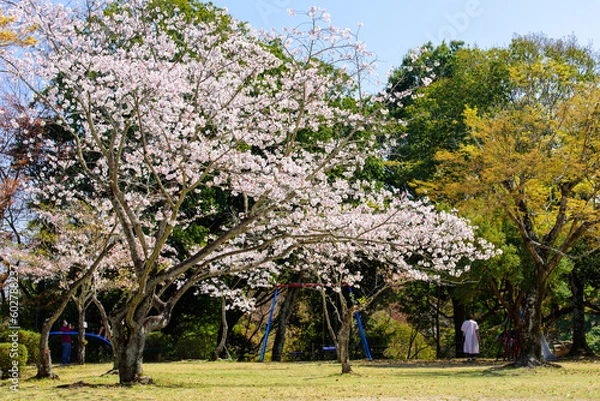 Fototapeta 春の花