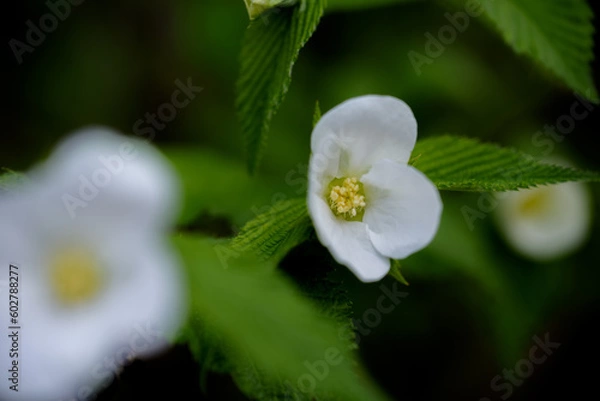 Fototapeta 春の花
