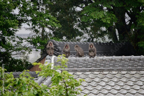 Fototapeta 猿の家族会議