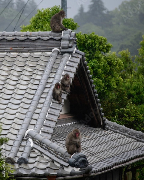 Obraz 猿の家族会議