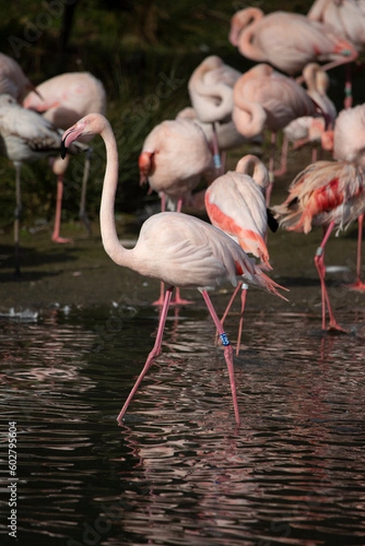 Obraz Greater Flamingos in captivity