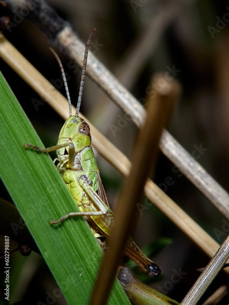 Fototapeta grasshopper on the grass