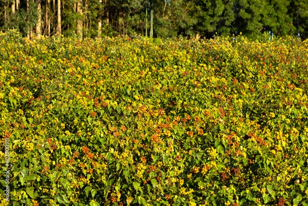 Obraz A tradicional plantação de café com qualidade