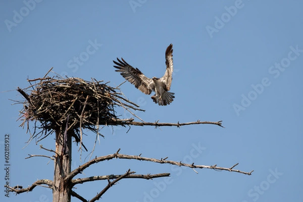 Fototapeta An osprey (pandion haliaetus) bringing a fish to it's nest on top of a tree