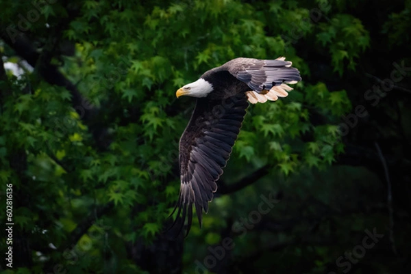 Fototapeta American Bald Eagle