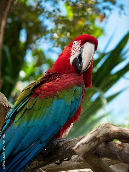 Obraz red and blue macaw