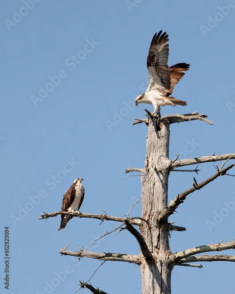 Fototapeta An osprey (pandion haliaetus) perched on top of a tree with a fish next to it's mate