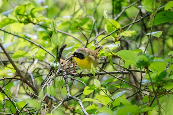 Fototapeta A common yellowthroat (geothlypis trichas) perched on a branch searching for food in Wrentham, MA