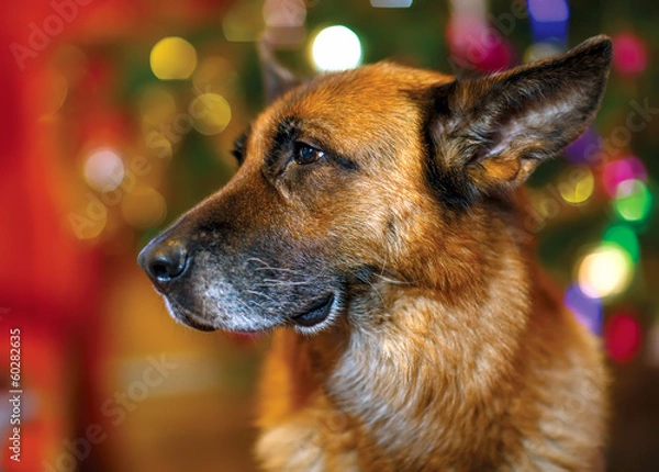 Obraz german shepherd