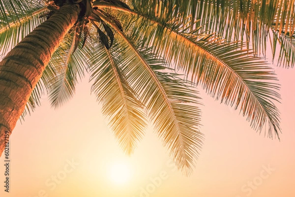 Fototapeta Tropical palm tree with sun light on sunset sky and cloud abstract background.