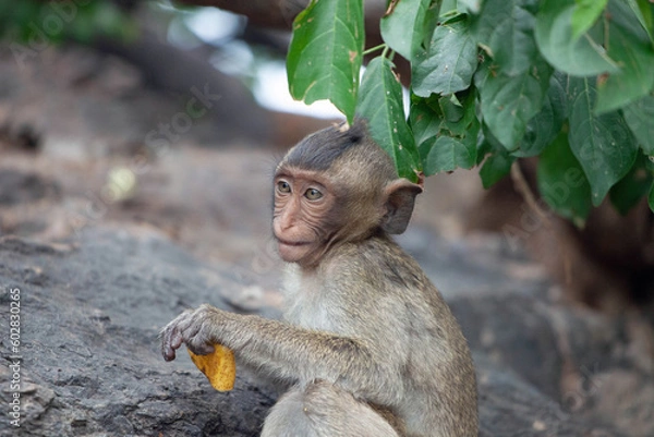 Fototapeta 可愛いサル