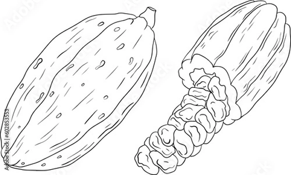Fototapeta Cocoa, chocolate beans hand drawn vector illustration is sketch style. Organic healthy food. 