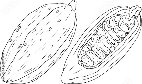 Fototapeta Cocoa, chocolate beans hand drawn vector illustration is sketch style. Organic healthy food. 