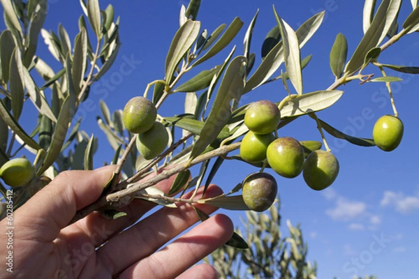 Fototapeta Hand with branch of green olives on olive tree