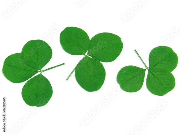 Fototapeta feuilles de trèfles séchées