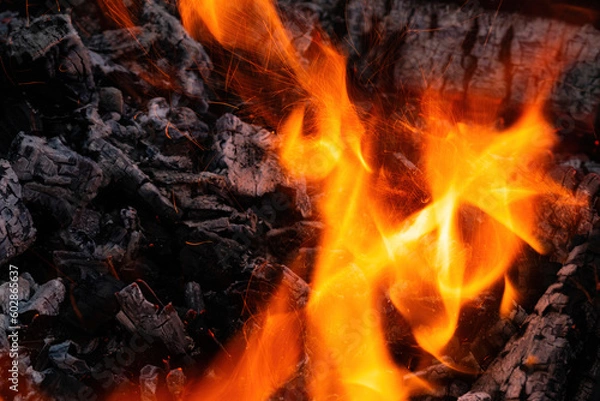 Obraz Burning fire flames with fiery sparks and charred firewood. Natural heat energy.